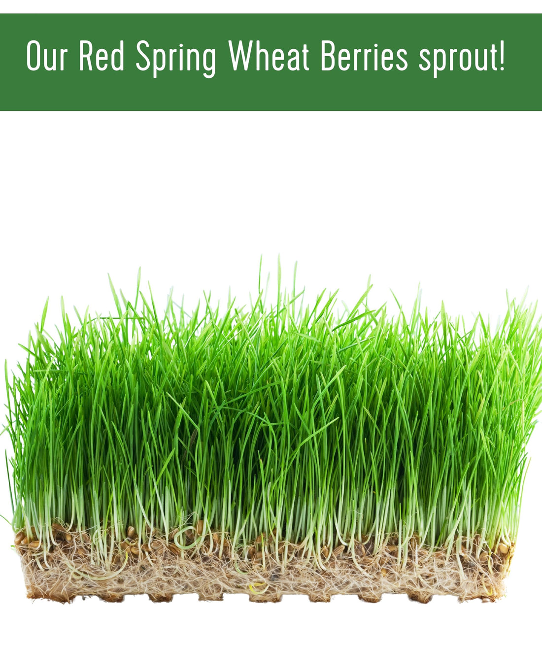 Sprout Red Spring Wheat Berries