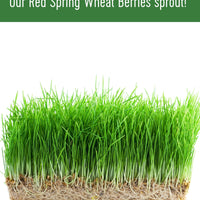 Sprout Red Spring Wheat Berries