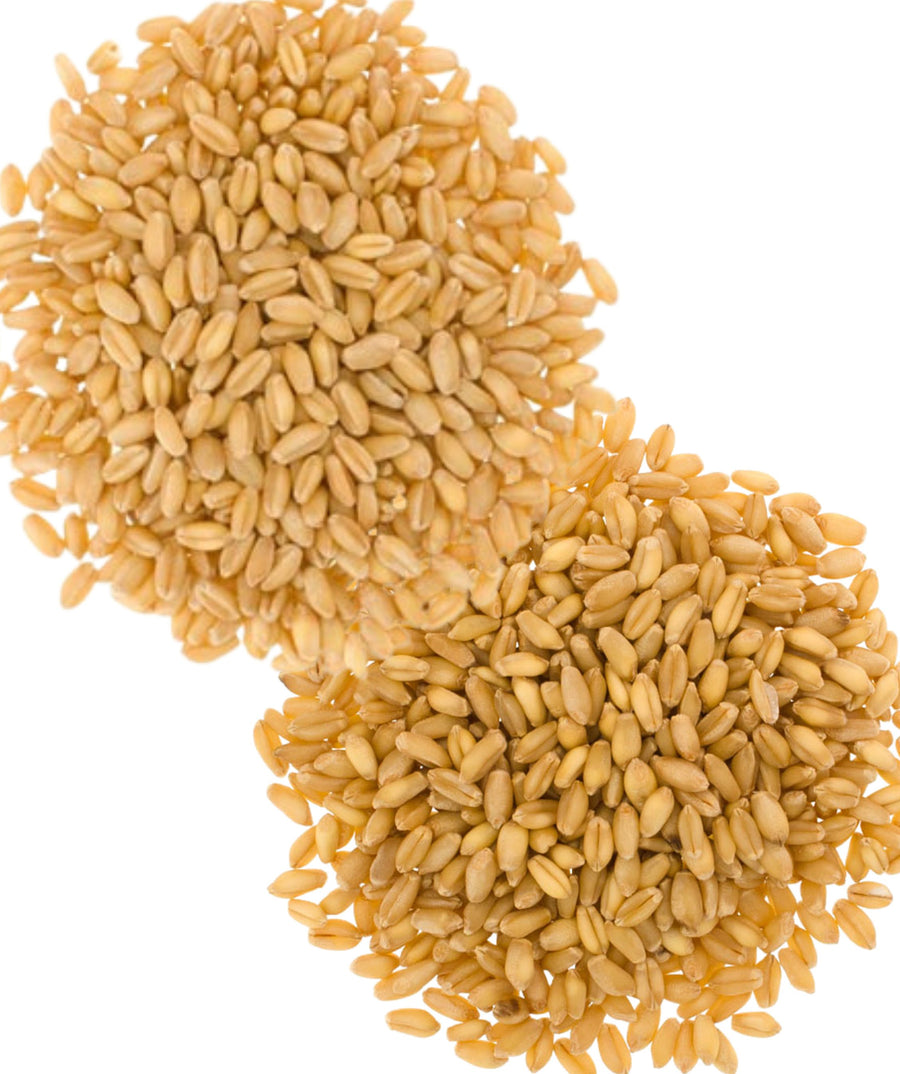 Bulk White Wheat Berries