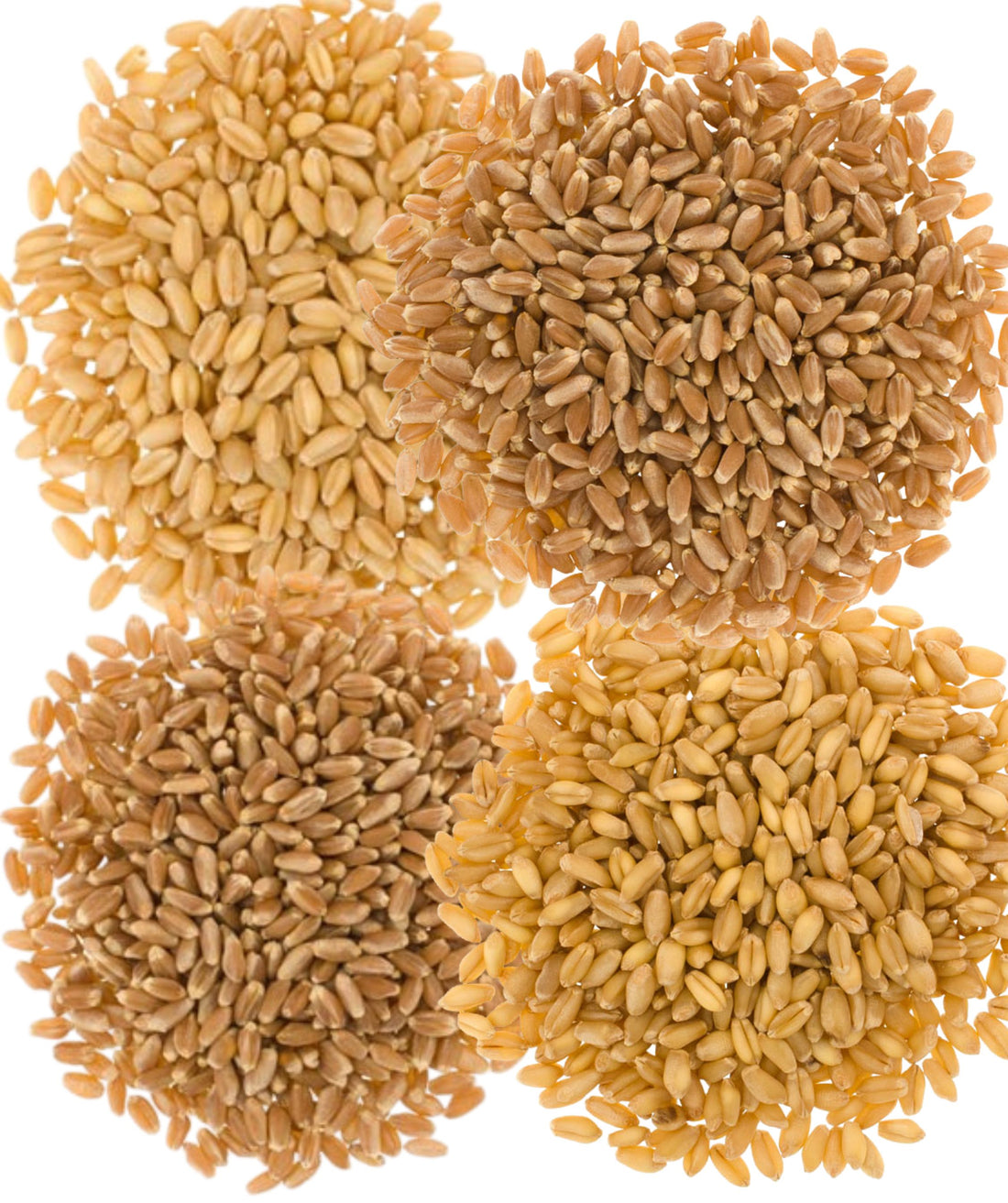 Bulk Wheat Variety