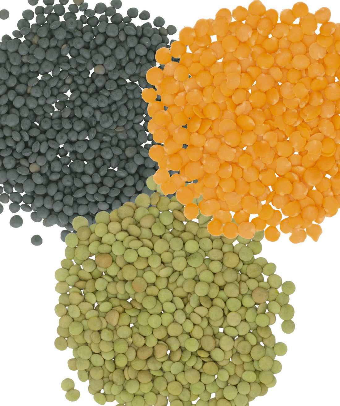 Bulk Dry Lentils