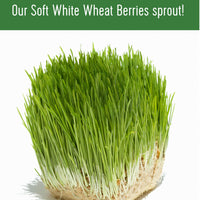 Sprout Soft White Wheat Berries