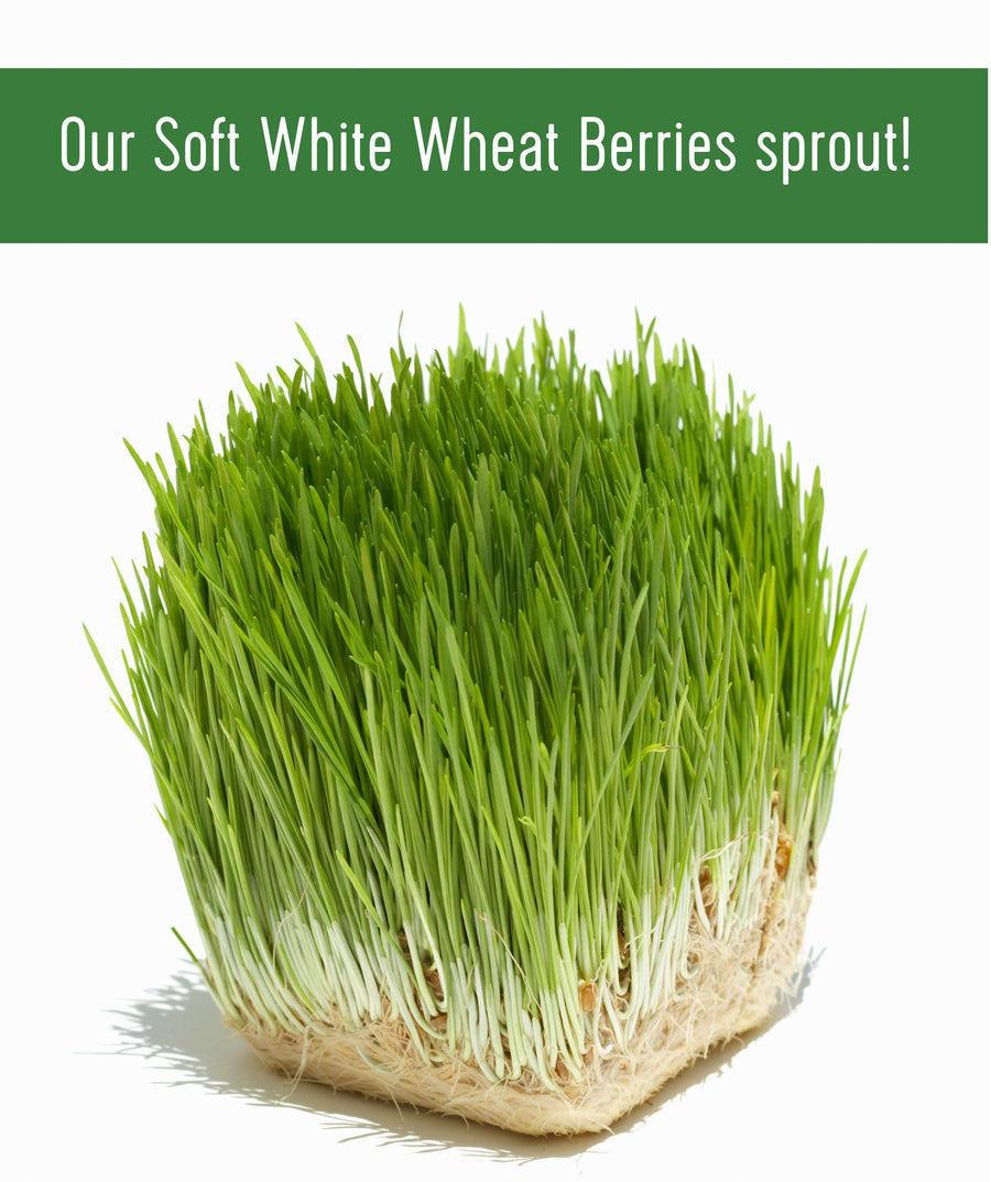 Sprout Soft White Wheat Berries