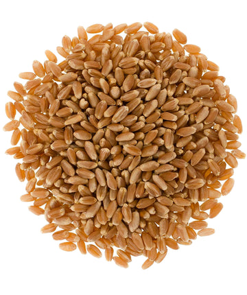 Hard Red Winter Wheat Berries | 18 LB | Free 2-3 Day Shipping Woven Poly Bag