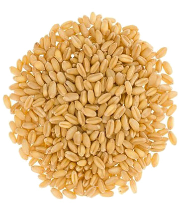 Hard White Wheat Berries | 18 LB | Free 2-Day Shipping Woven Poly Bag