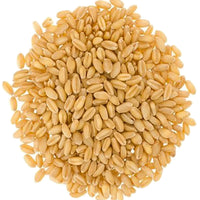 Soft White Wheat Berries | 18 LB | Free 2-3 Day Shipping Woven Poly Bag