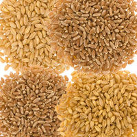 Wheat Berries Bulk 