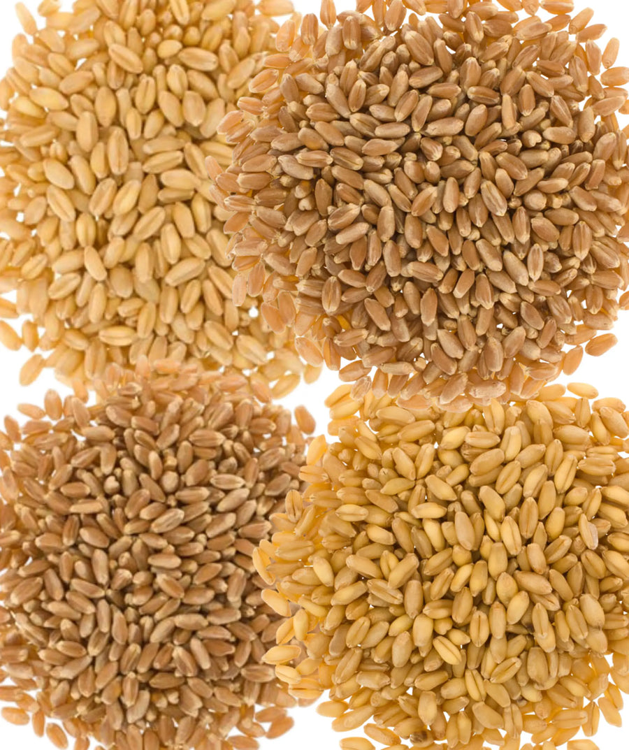 Wheat Berries Bulk 