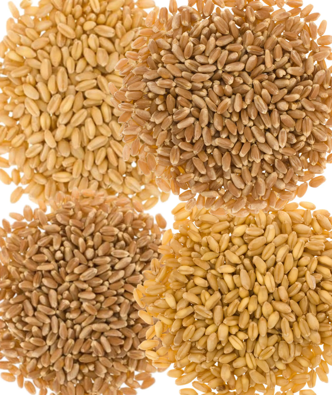 Wheat Berries Bulk 