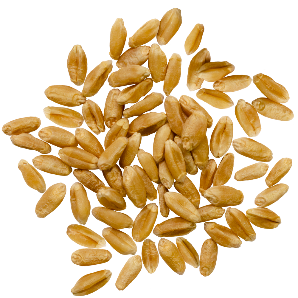 durum wheat berries
