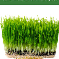 Red Winter Wheatgrass