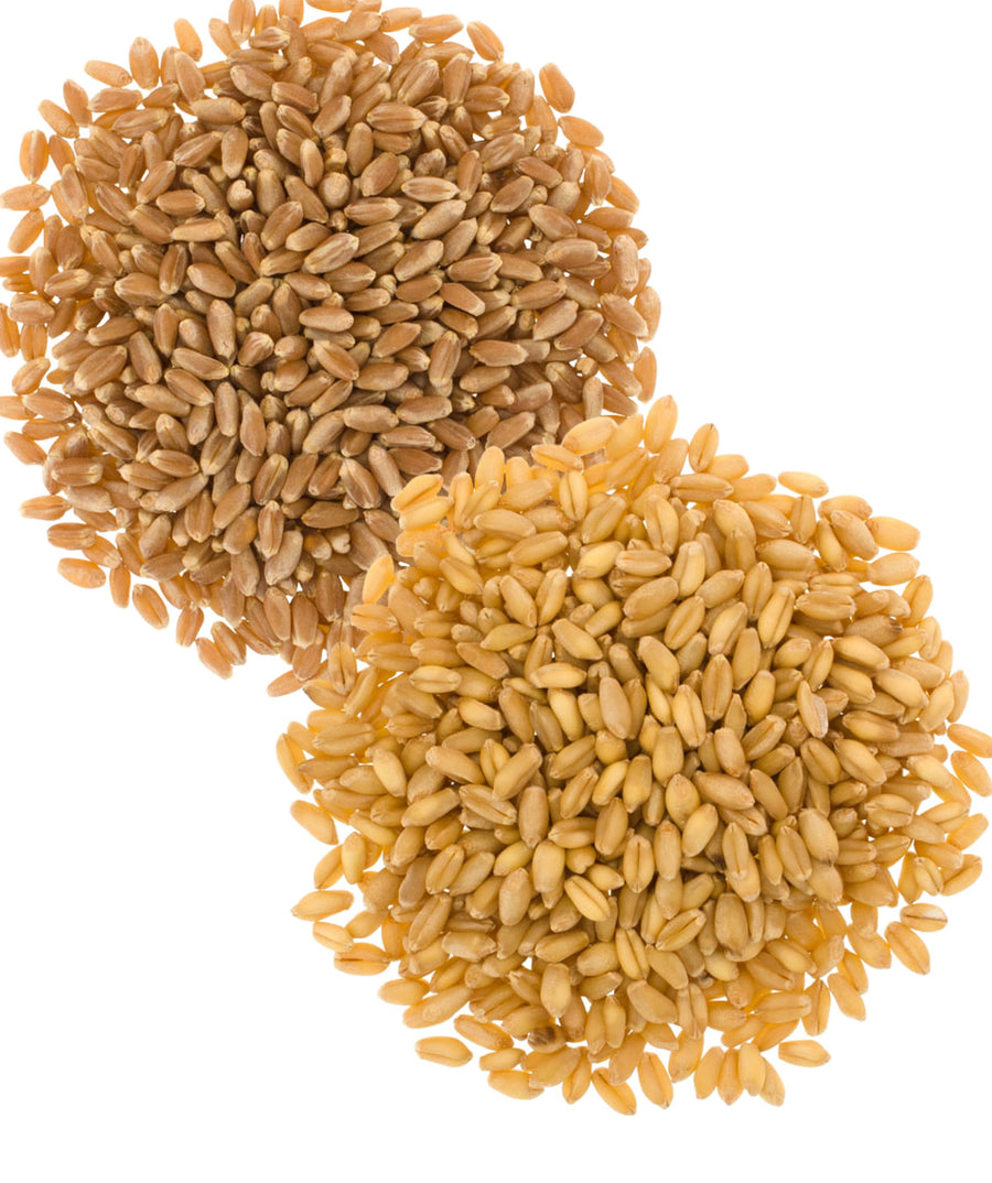 Bulk Wheat Berries