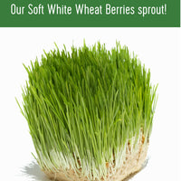 sprout wheat berries