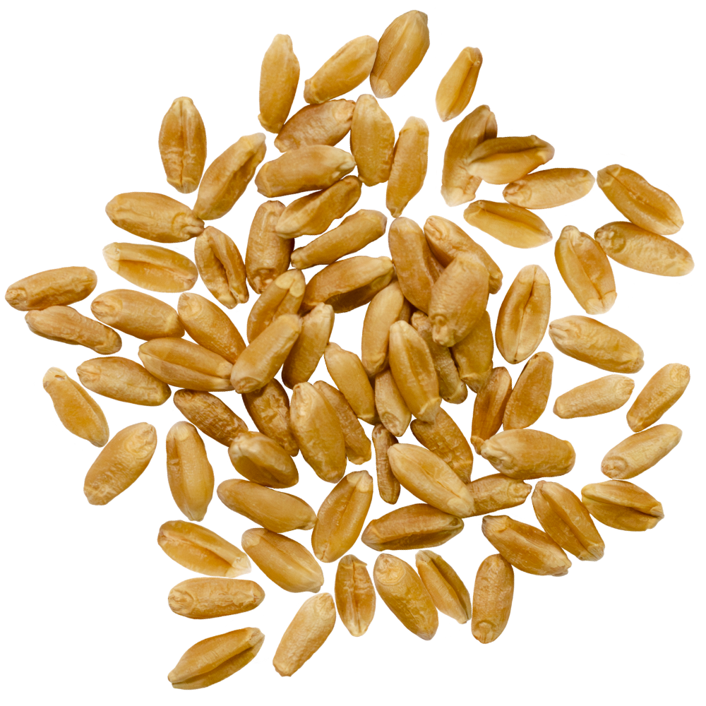 sourdough red spring wheat berries for milling