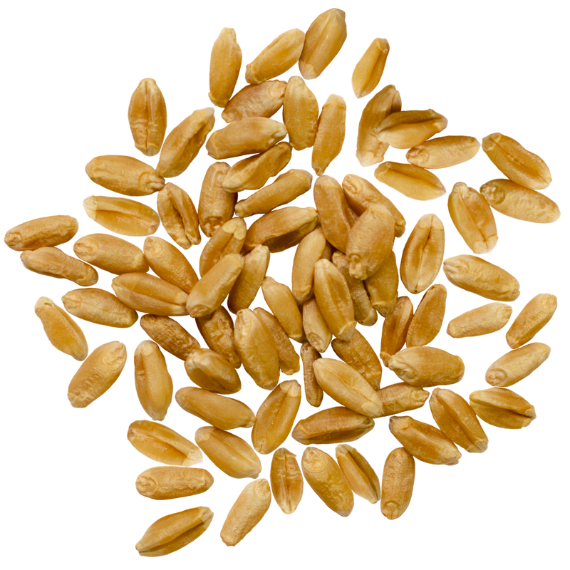Palouse Brand Wheat Berries