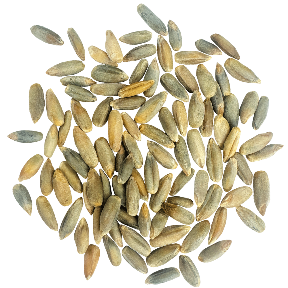 rye berries for milling