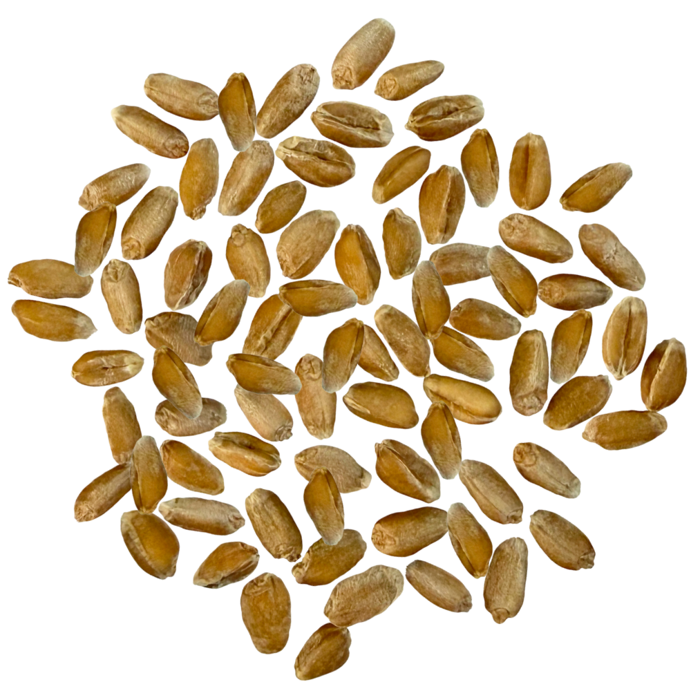 spelt berries for milling